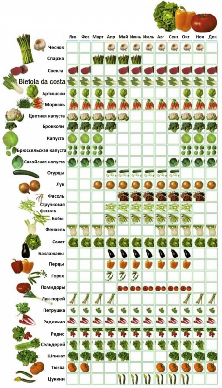 Сезонность овощей и фруктов
