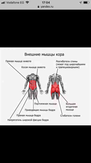 Мышца кора у человека где фото