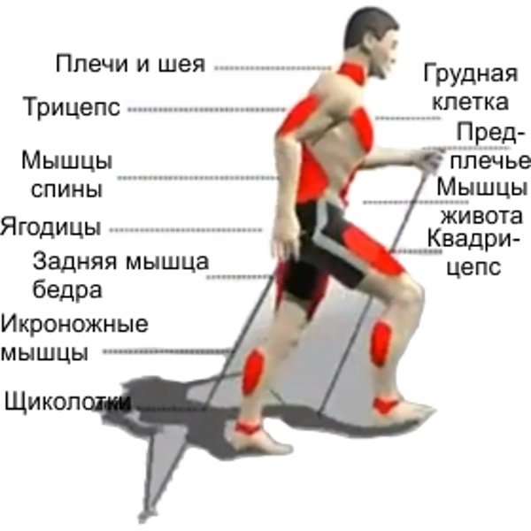 Какие места работают. Скандинавская ходьба мышцы. Мышцы задействованные при ходьбе. Мышцы которые задействуются при беге. Мышечные группы задействованные при ходьбе.