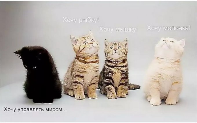 Хочу котика. Котик хочет править миром. Котята хочу управлять миром. Хочу управлять миром. Котенок завоевать мир.