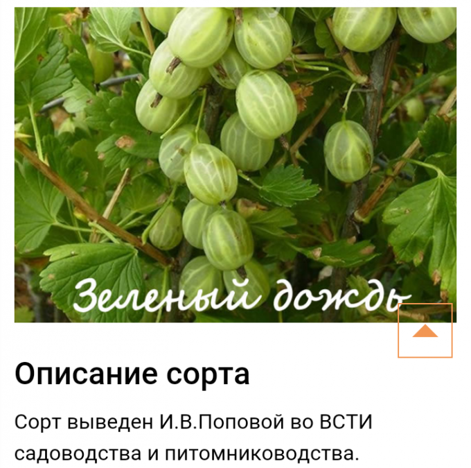 Купить саженцы Крыжовник Зелёный дождь в Москве по цене 561 р. с доставкой в Под