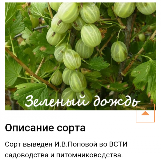 Крыжовник финский описание сорта фото